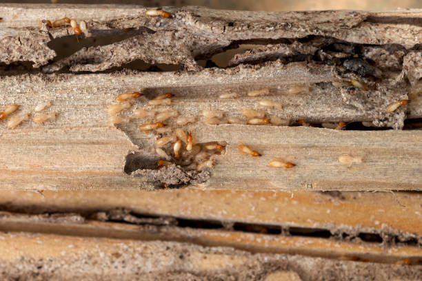 Reliable Nicholson, MS Pest Control Solutions